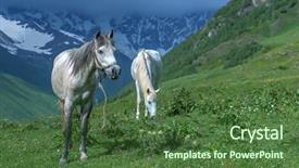  Presentation with horses - Amazing slide set having white horses in high mountains backdrop and a tawny brown colored foreground