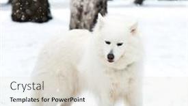  Presentation with husky - 