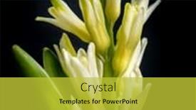  Presentation with background - Audience pleasing slides consisting of white-hyacinth-in-blossom backdrop and a yellow colored foreground