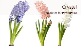  Presentation with octopus on isolated white - PPT theme with white hyacinth isolated on white background and a sky blue colored foreground