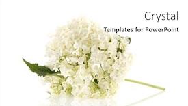  Presentation with white hydrangea - Audience pleasing theme consisting of white-hydrangea-mariesii-isolated backdrop and a white colored foreground