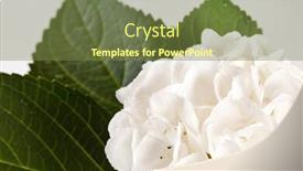  Presentation with white hydrangea - Beautiful theme featuring white-hydrangea backdrop and a tawny brown colored foreground