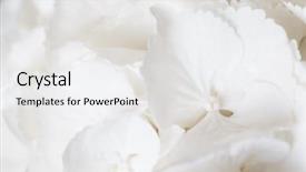  Presentation with white hydrangea - Amazing presentation design having white hydrangea backdrop and a white colored foreground