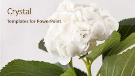  Presentation with white hydrangea - Theme featuring white hydrangea background and a sky blue colored foreground