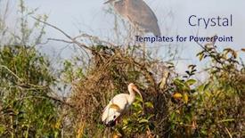  Presentation with national - Slide deck with white-ibis-and-heron background and a lemonade colored foreground