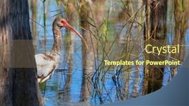  Presentation with national - PPT theme having white-ibis-in-a-everglades background and a tawny brown colored foreground