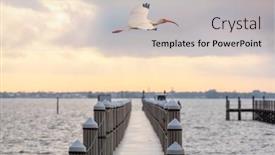  Presentation with national - Cool new PPT layouts with white-ibis-in-a-everglades backdrop and a soft green colored foreground