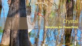  Presentation with national - Amazing presentation theme having white-ibis-in-a-everglades backdrop and a coral colored foreground