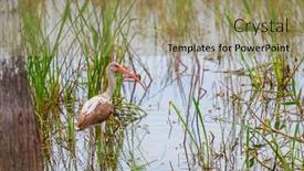  Presentation with national - Slide deck enhanced with white-ibis-in-a-everglades background and a coral colored foreground