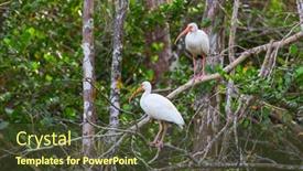  Presentation with florida - PPT theme consisting of white-ibis-in-a-everglades background and a tawny brown colored foreground