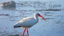  Presentation with shenandoah national park big meadows - Colorful presentation theme enhanced with white-ibis-in-a-everglades backdrop and a light blue colored foreground