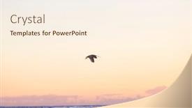  Presentation with national - Presentation with white-ibis-in-a-everglades and a cream colored foreground