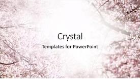  Presentation with serene - Presentation design having white in the middle title background and a pink colored foreground