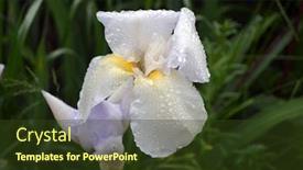  Presentation with iris flower - Slides enhanced with white-iris-flower-head-closeup background and a tawny brown colored foreground