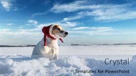  Presentation with christmass - Amazing slide set having white-jack-russel-terrier-puppy backdrop and a light blue colored foreground