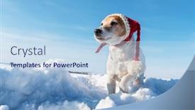  Presentation with christmass - Presentation design featuring white-jack-russel-terrier-puppy background and a light blue colored foreground