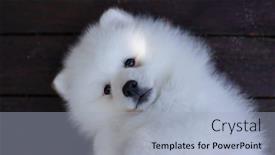  Presentation with puppy - Beautiful theme featuring white-japanese-spitz-puppy backdrop and a light blue colored foreground