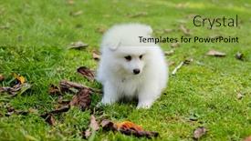  Presentation with japanese - Slides featuring white-japanese-spitz-puppy background and a yellow colored foreground