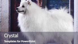  Presentation with japanese - Slide set with white japanese spitz background and a dark gray colored foreground