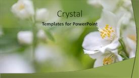  Presentation with jasmine - Slides consisting of white-jasmine-flowers-on-fine background and a seafoam green colored foreground