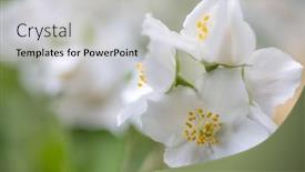  Presentation with jasmine - PPT layouts with white-jasmine-flowers-on-fine background and a light gray colored foreground