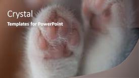  Presentation with paw - Beautiful slides featuring white-kitten-cuddle-paw-pads backdrop and a violet colored foreground