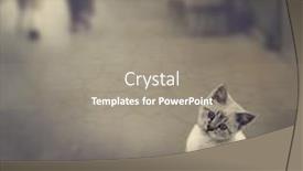  Presentation with kitten - Cool new presentation design with white-kitten-on-the-street backdrop and a gray colored foreground