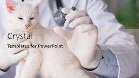  Presentation with vet - PPT theme having white-kitten-visiting-vet background and a lemonade colored foreground