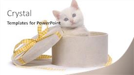  Presentation with festive - Slide deck enhanced with white-kitten-with-blue-eyes background and a white colored foreground