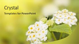  Presentation with white flowers - Cool new presentation with white lantana flowers on abstract backdrop and a yellow colored foreground