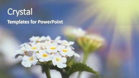  Presentation with sunny sky - Presentation theme enhanced with white lantana flowers on sunny background and a ocean colored foreground