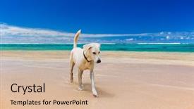  Presentation with amazing - Slides consisting of white large dog background and a soft green colored foreground