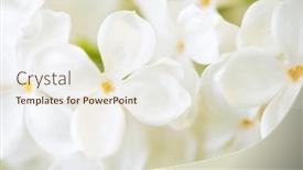  Presentation with lotus flower white water lily - Colorful presentation enhanced with ripple effect - texture of yellow sand backdrop and a coral colored foreground