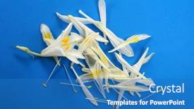  Presentation with lotus flower white water lily - PPT theme consisting of white-lilies-on-a-white background and a teal colored foreground