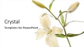  Presentation with lily flower - Beautiful presentation theme featuring white lily - lilly flower backdrop and a white colored foreground