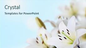  Presentation with blue water lily - Amazing slide deck having white lily - spring madonna lilies uder blue backdrop and a sky blue colored foreground