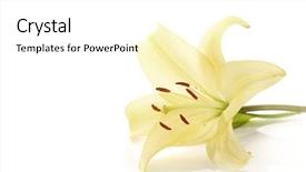  Presentation with lily - Slides consisting of white lily - yellow lilly background and a white colored foreground