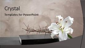  Presentation with crown thorns - Slide deck enhanced with white lily and holy bible background and a light gray colored foreground