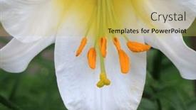  Presentation with lily flower - Presentation design featuring white-lily-beautiful-flower-close background and a yellow colored foreground