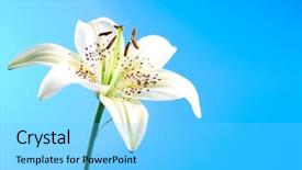  Presentation with lily flower - Audience pleasing PPT layouts consisting of lily flower over blue background backdrop and a light blue colored foreground