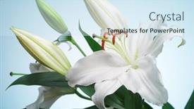  Presentation with lily flower - Audience pleasing PPT theme consisting of white lily flower on a blue background backdrop and a sky blue colored foreground
