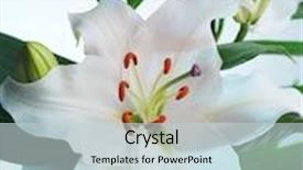  Presentation with lily flower - PPT theme enhanced with white lily flower on a blue background background and a lemonade colored foreground