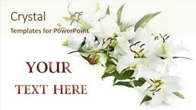  Presentation with lily - PPT layouts with white lily frame isolated background and a cream colored foreground