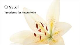  Presentation with lily - Beautiful theme featuring white lily isolated on white backdrop and a white colored foreground