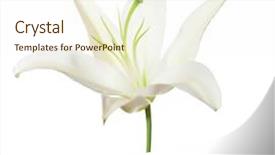  Presentation with lily - Slide deck featuring white lily isolated background and a cream colored foreground