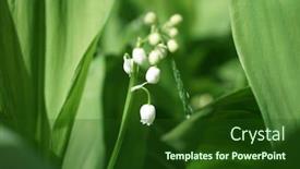  Presentation with green leaves - PPT theme with white-lily-of-the-valley background and a forest green colored foreground