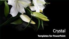  Presentation with art black and white marble - Beautiful presentation theme featuring white lily on a black backdrop and a black colored foreground