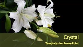  Presentation with lily - Cool new presentation theme with white lily on a black backdrop and a tawny brown colored foreground