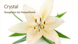  Presentation with lily - Slide deck featuring white lily with green leaves background and a cream colored foreground