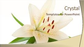  Presentation with green leaves - Presentation theme enhanced with white lily with green leaves background and a  colored foreground